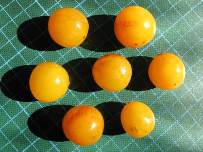 Datei:Kirschpflaume, reife Fruechte.JPG