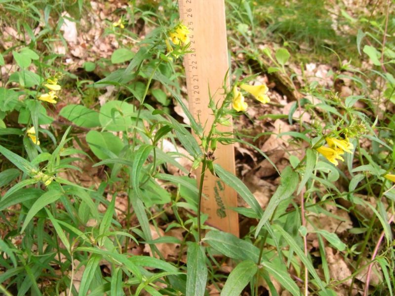 Datei:Wiesen-Wachtelweizen.JPG