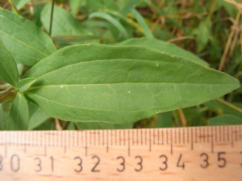 Datei:Seifenkraut, echtes, Blatt.JPG