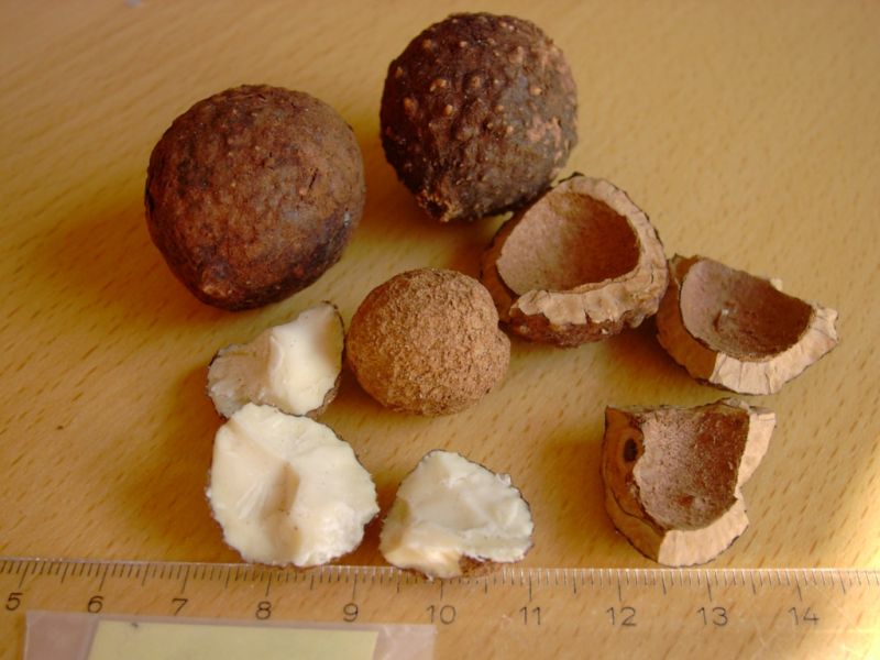 Datei:Afrikanische Walnuss.JPG