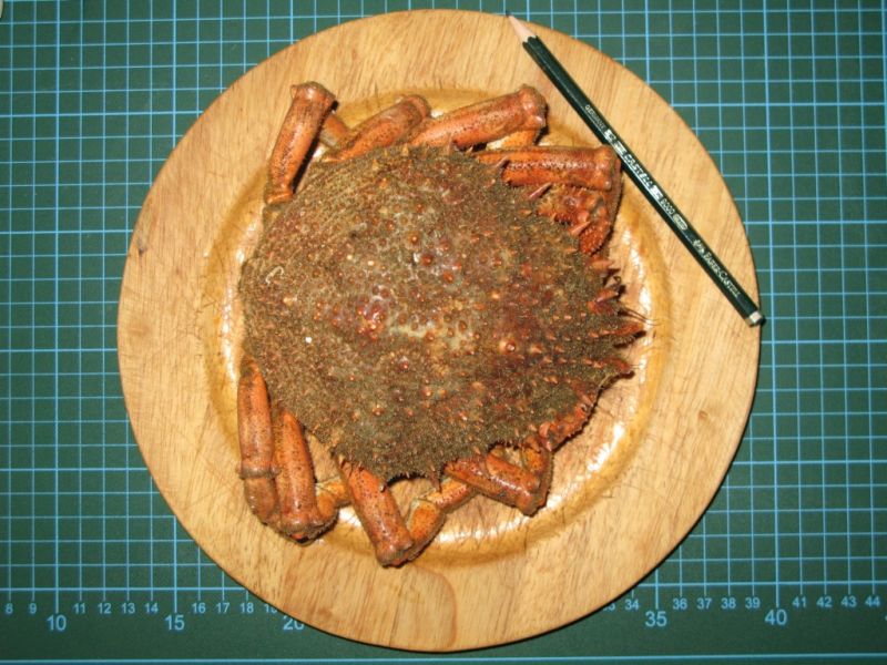 Datei:Meeresspinne, Oberseite.JPG