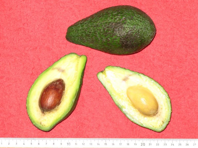 Datei:Avocado Pinkerton.JPG