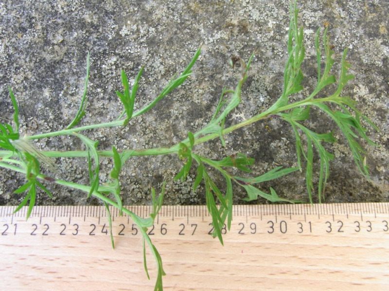 Datei:Kuhschelle, Blatt.JPG