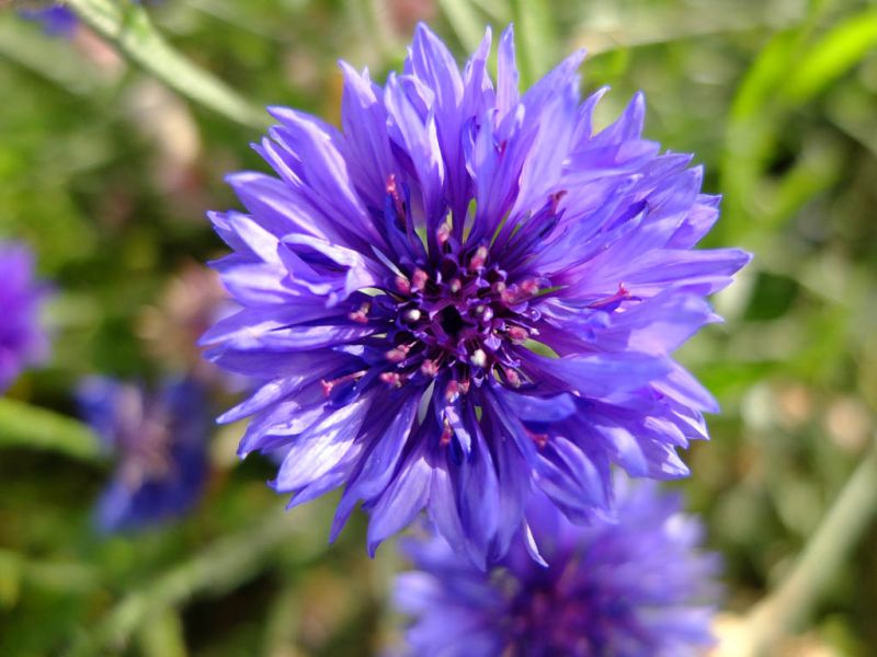 Datei:Kornblume Bluete.jpg