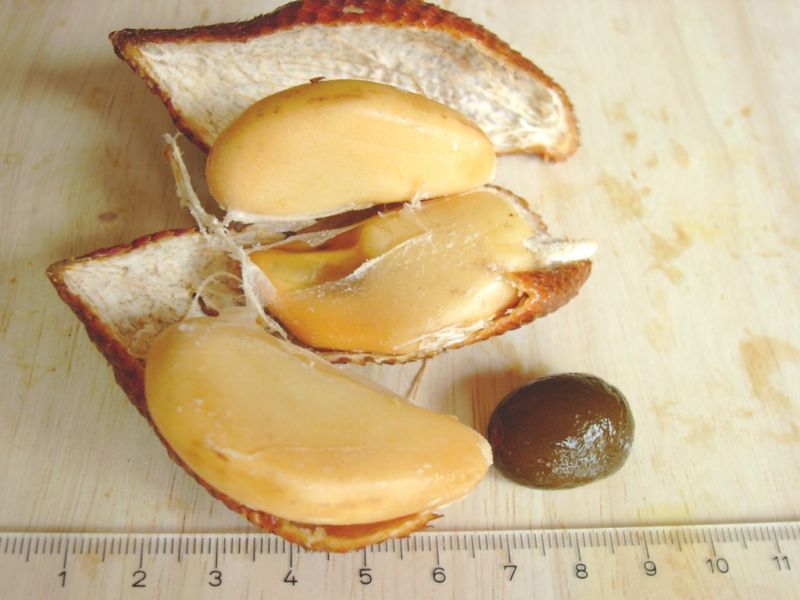 Datei:Salak, Fruchtfleisch.JPG