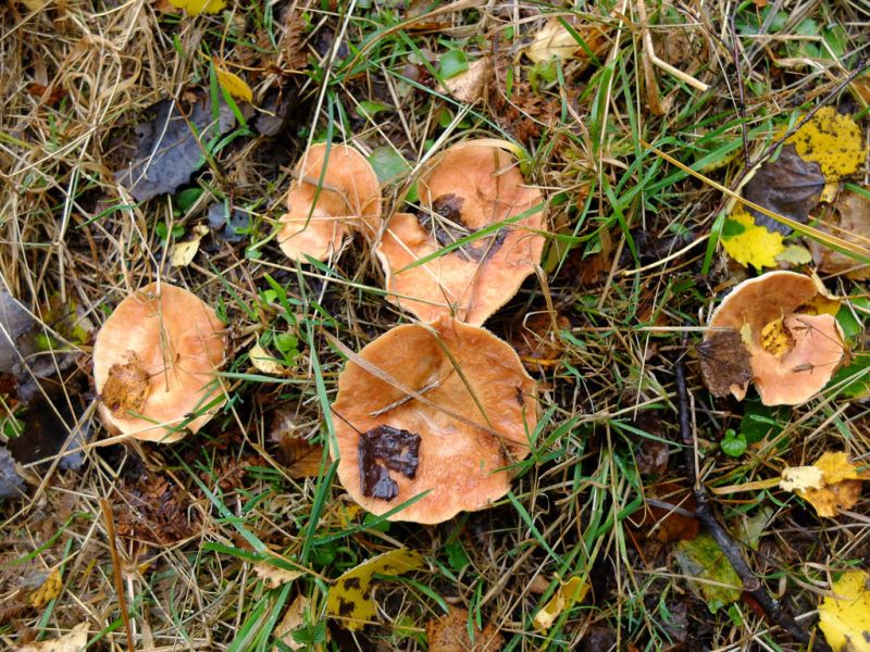 Datei:Horngrauer Ruebling.jpg