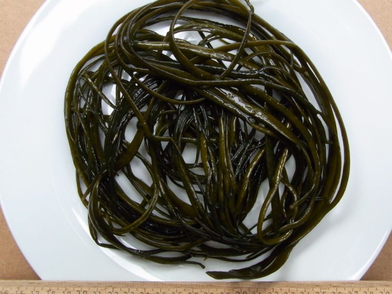 Datei:Meeresspaghetti.JPG