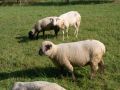 Vorschaubild der Version vom 17:14, 14. Sep. 2011