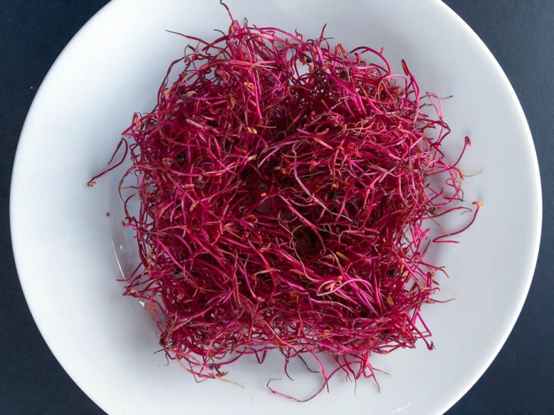 Datei:Rote Beete Sprossen.jpg