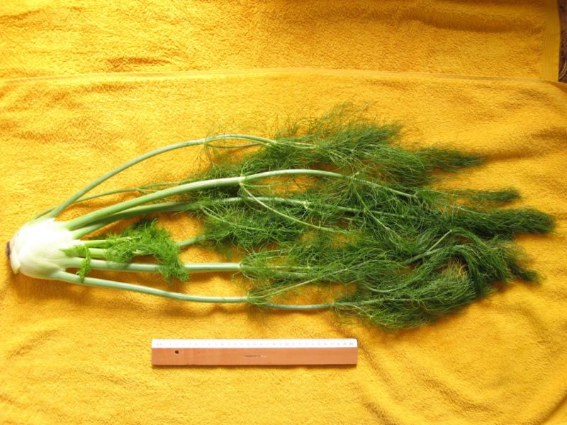 Datei:Gemuesefenchel.JPG