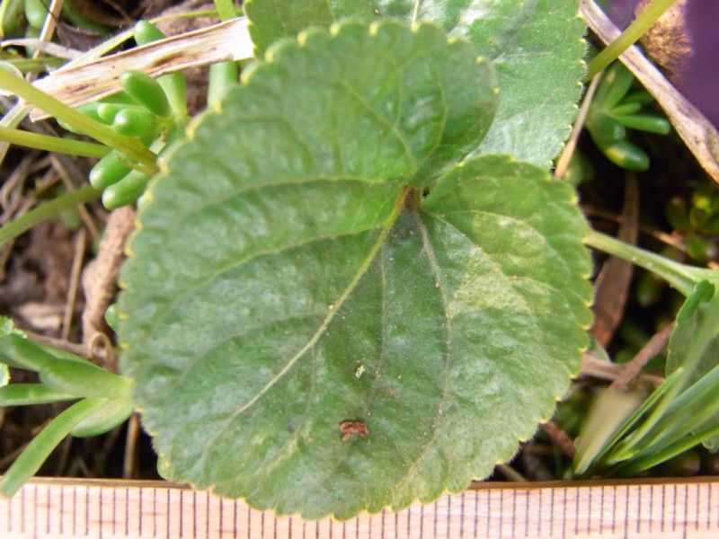 Datei:Veilchen, Blatt.JPG