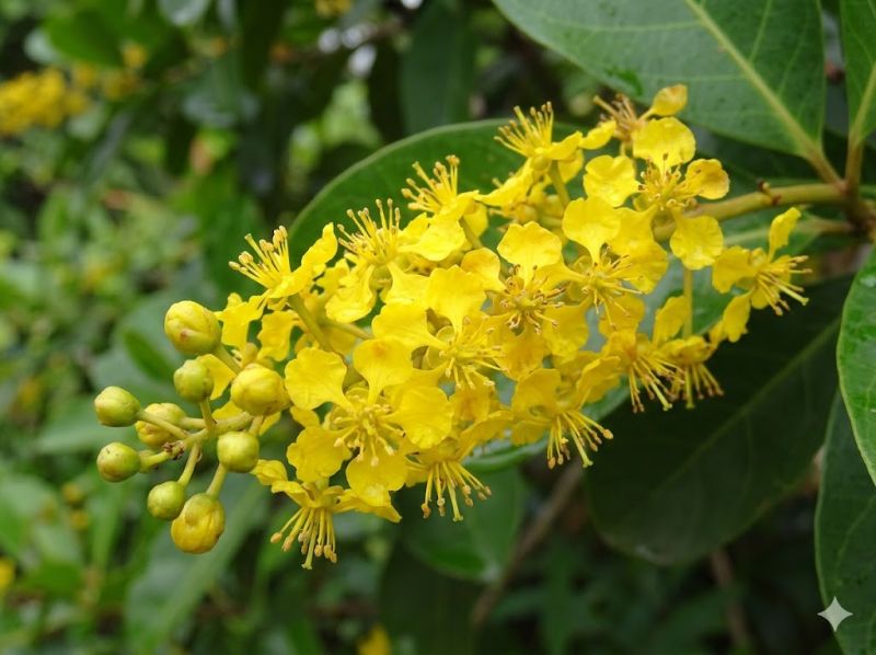 Datei:Byrsonima crassifolia Bluete.jpeg