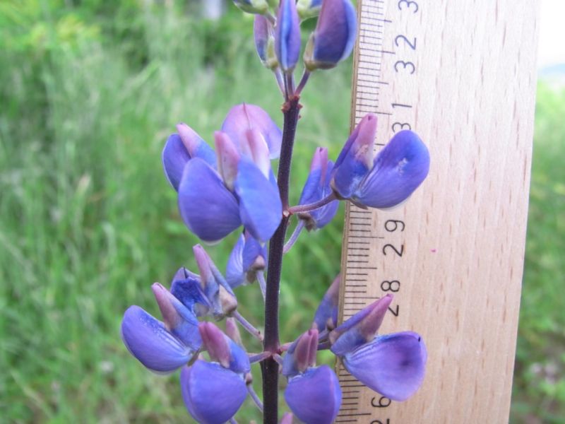 Datei:Lupine, Bluete.JPG