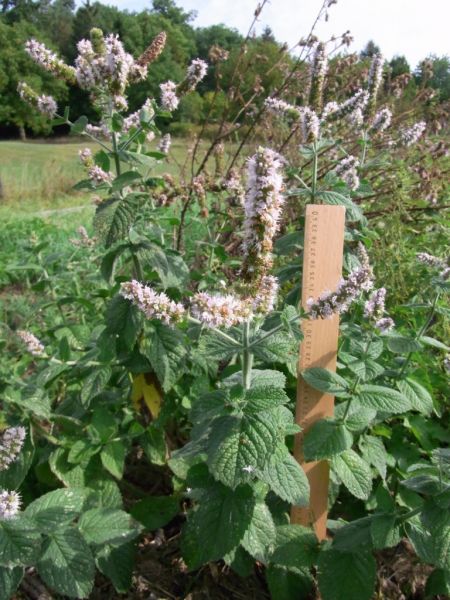 Datei:Rundblaettrige Minze.JPG