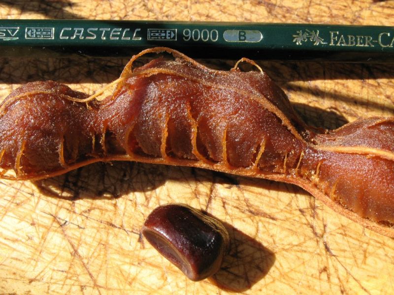 Datei:Tamarinde, geschaelt.JPG