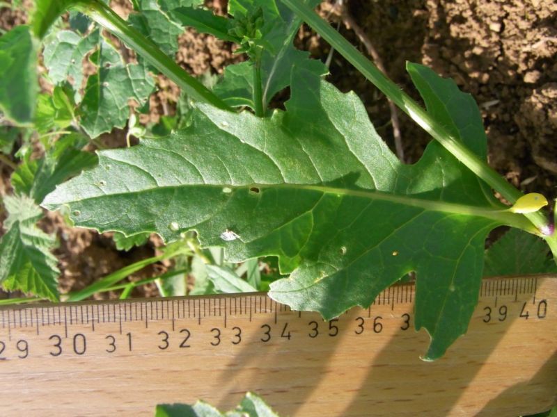 Datei:Ackersenf, Blatt.JPG