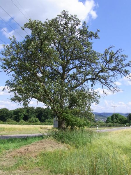 Datei:Kulturbirne, Baum.JPG