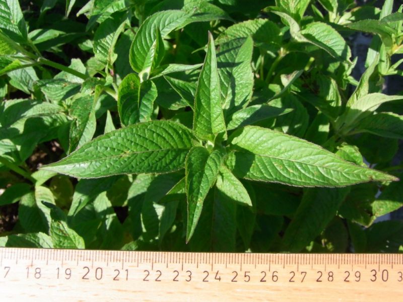 Datei:Wilde Bergamotte, Blatt.JPG