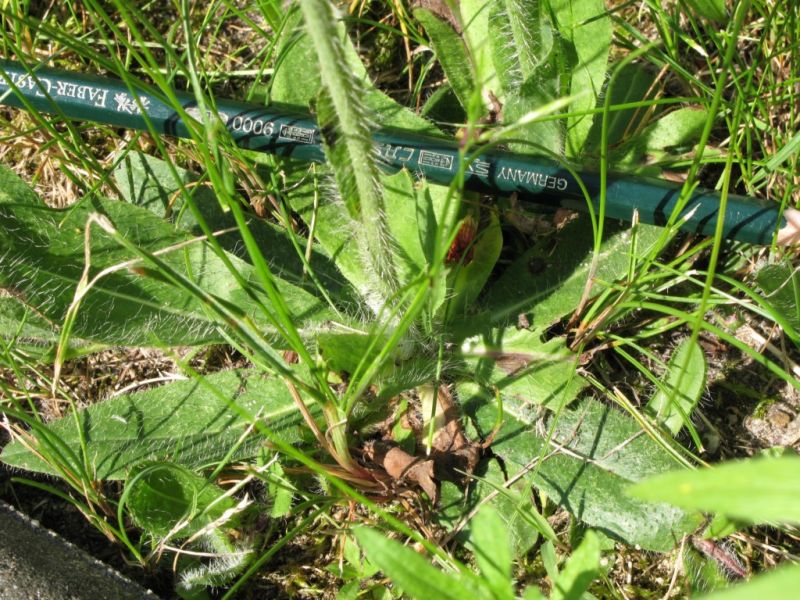 Datei:Habichtskraut, orangerotes, Blattrosette.JPG