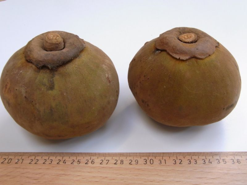 Datei:Sapote Chupa.JPG