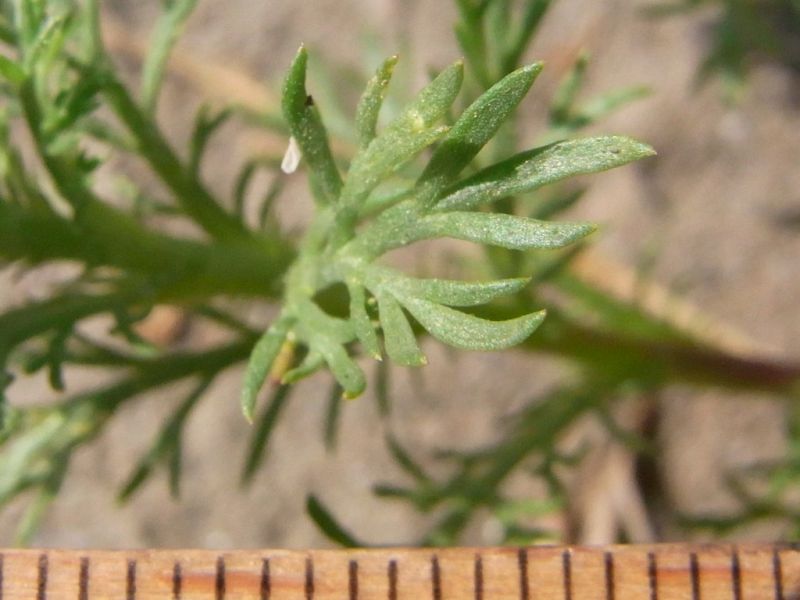 Datei:Kamille, strahlenlose, Blatt.JPG