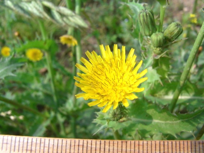 Datei:Gaensedistel, rauhe, Bluete.JPG