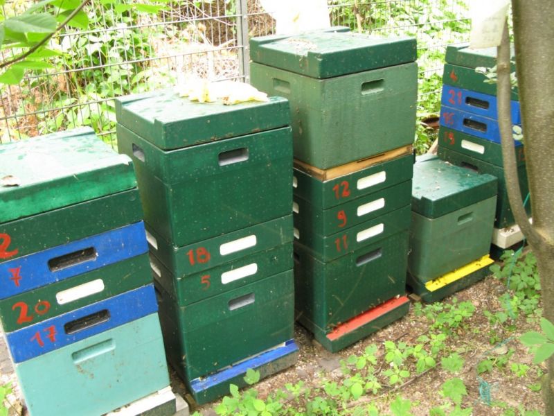 Datei:Bienenstoecke aus Holz.JPG
