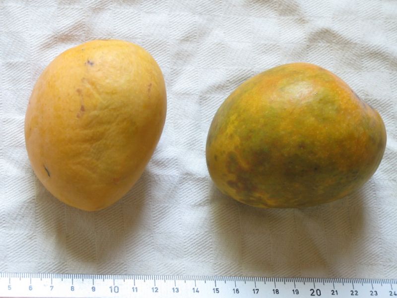Datei:Mango Alphonso.JPG