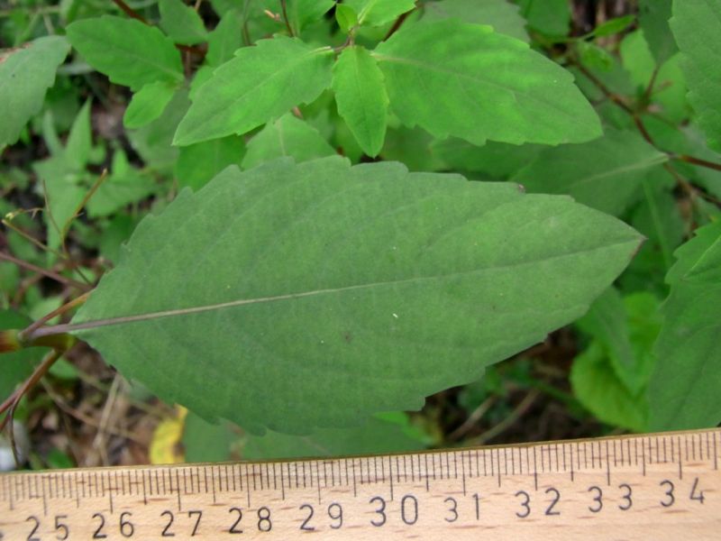 Datei:Springkraut, grosses, Blatt.JPG