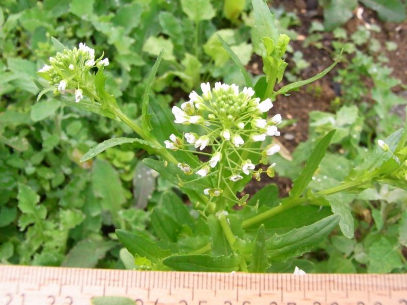 Datei:Ackerhellerkraut, Bluete.JPG