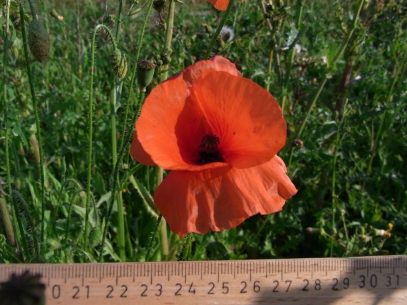 Datei:Klatschmohn, Bluete.JPG