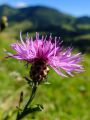 Vorschaubild der Version vom 09:10, 24. Aug. 2016
