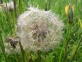 Vorschaubild der Version vom 14:39, 23. Mai 2012