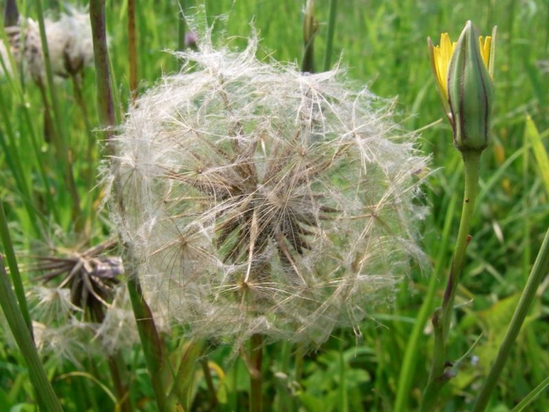 Datei:Wiesenbocksbart, Fruchtstand.JPG