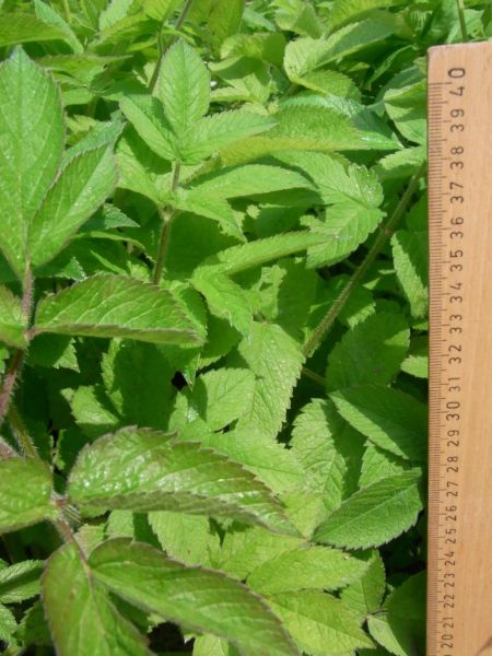 Datei:Gewuerz-Kaelberkropf, Blatt.JPG