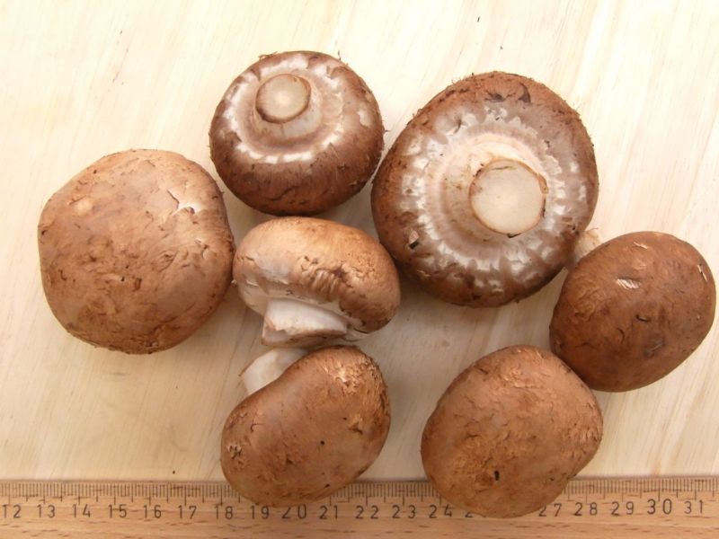 Datei:Champignon, braun.JPG