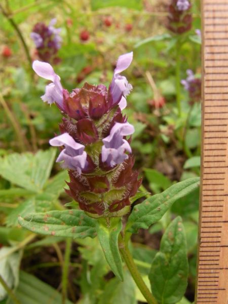 Datei:Kleine Braunelle, Bluetenstand.JPG
