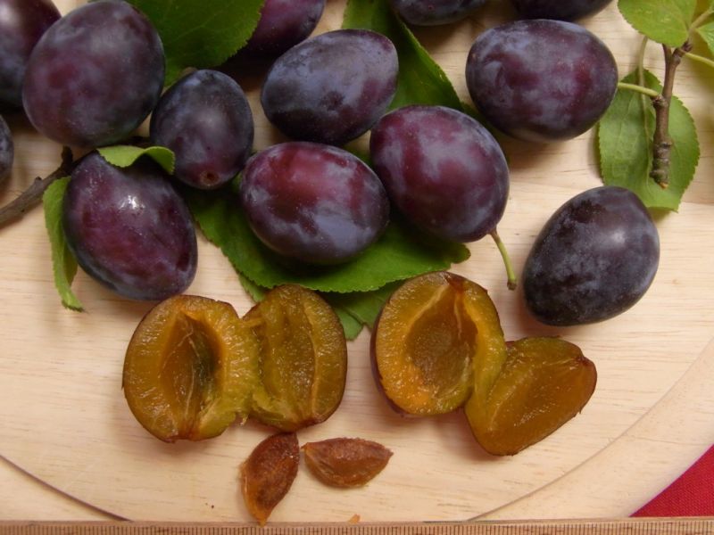 Datei:Pflaumen.JPG