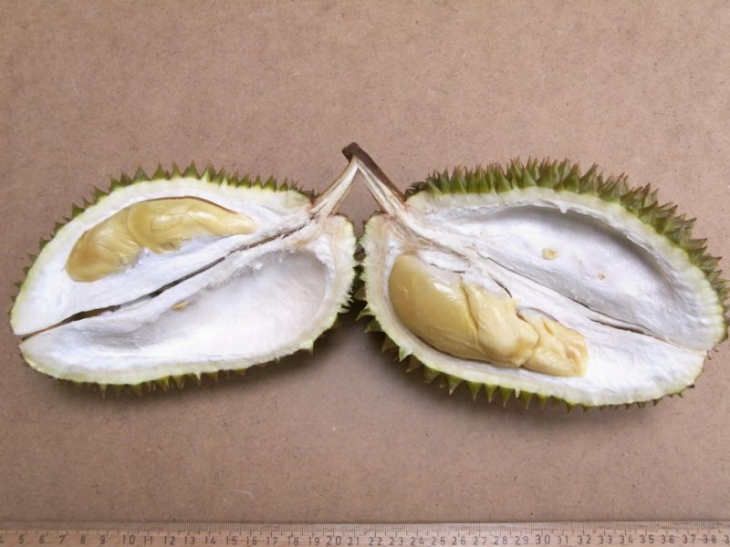 Datei:Wilddurian, geoeffnet.JPG
