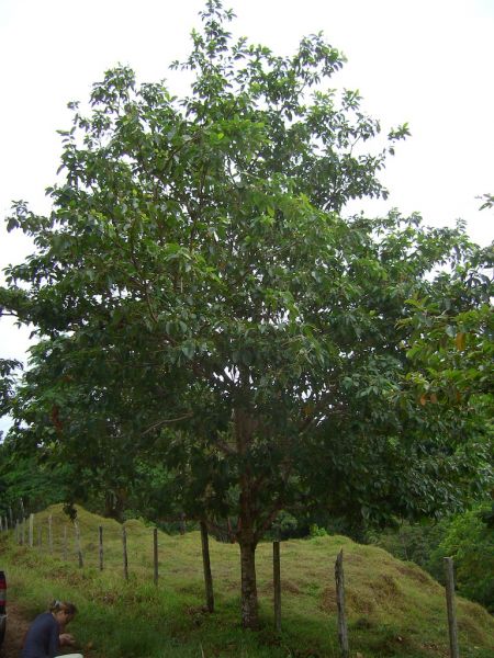 Datei:Nancitebaum.JPG