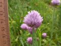Vorschaubild der Version vom 16:49, 15. Mai 2011