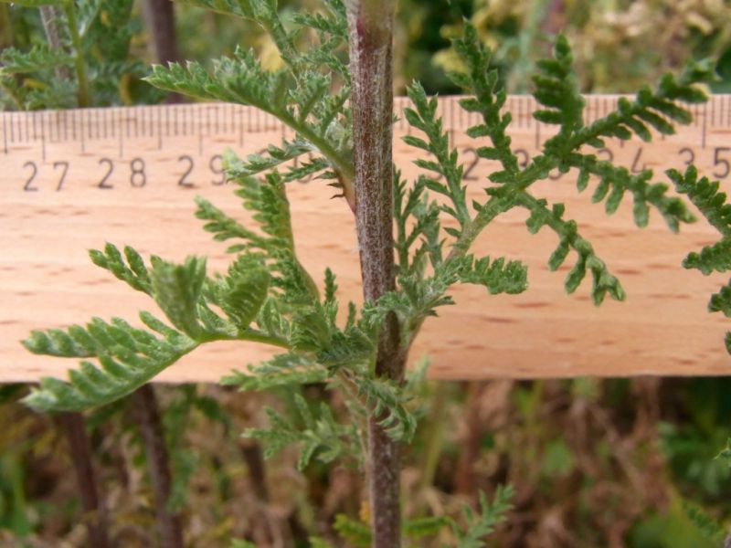 Datei:Faerber-Hundskamille, Stengel und Blatt.JPG