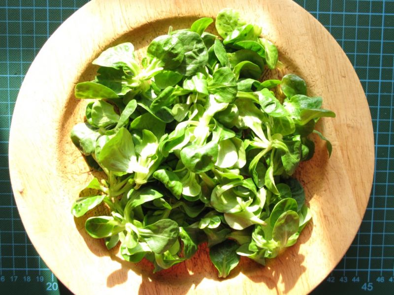 Datei:Feldsalat.JPG