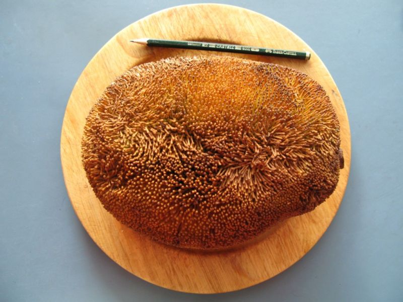 Datei:Marang.JPG