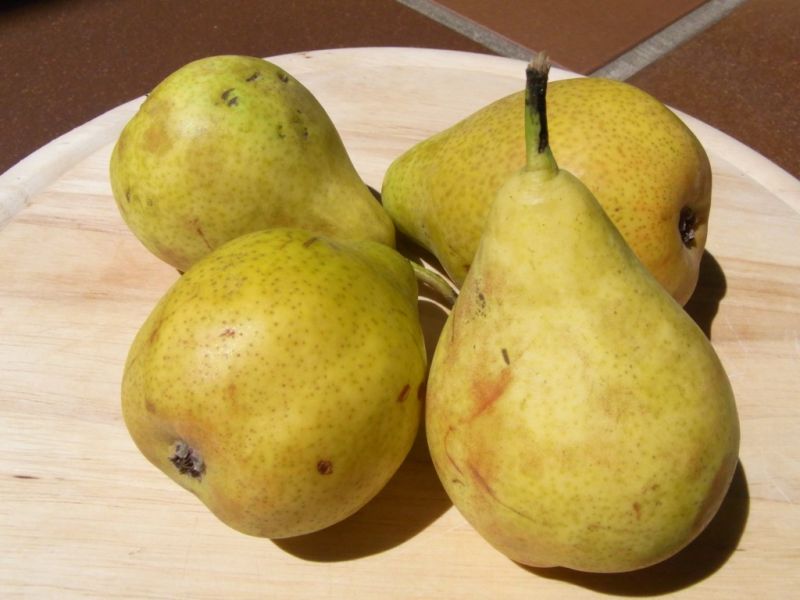 Datei:Birne Guyot.JPG