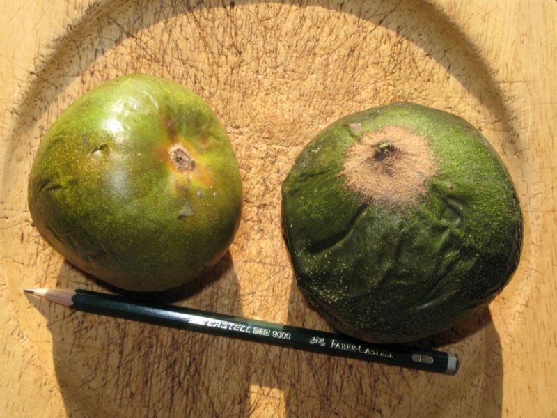 Datei:Lucuma.JPG