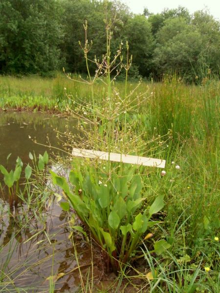 Datei:Froschloeffel, gewoehnlicher.JPG