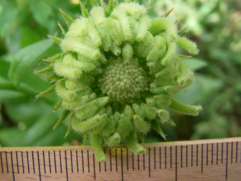 Datei:Ringelblume, Frucht.JPG