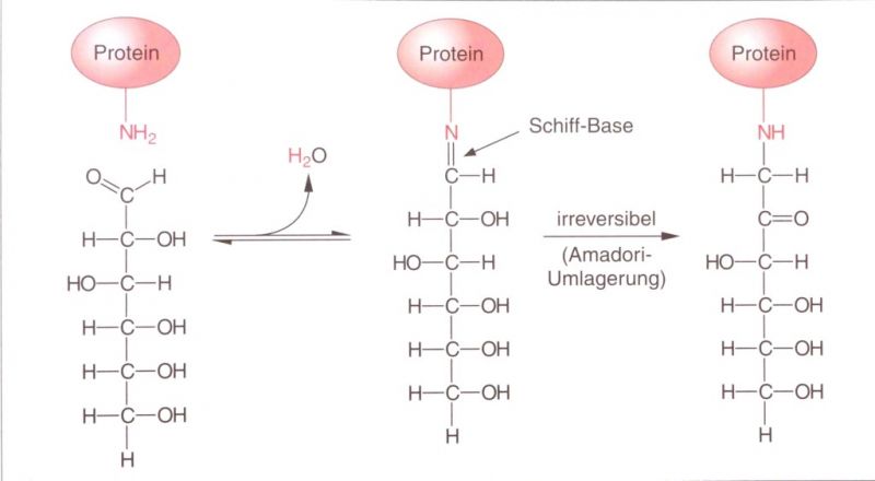 Datei:Schritte der Glykolisierung.JPG