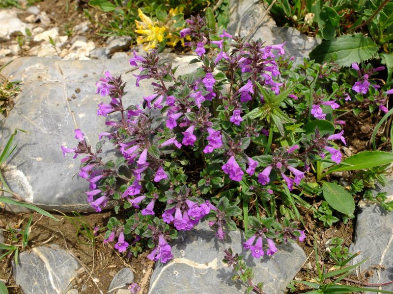 Datei:Alpen Steinquendel.jpg